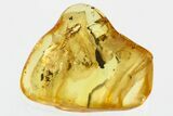 Detailed Fossil Mayfly (Ephemeroptera) In Baltic Amber #346403-1